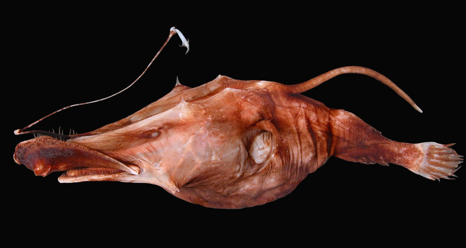 How anglerfish hack their immune system to hang on to a mate