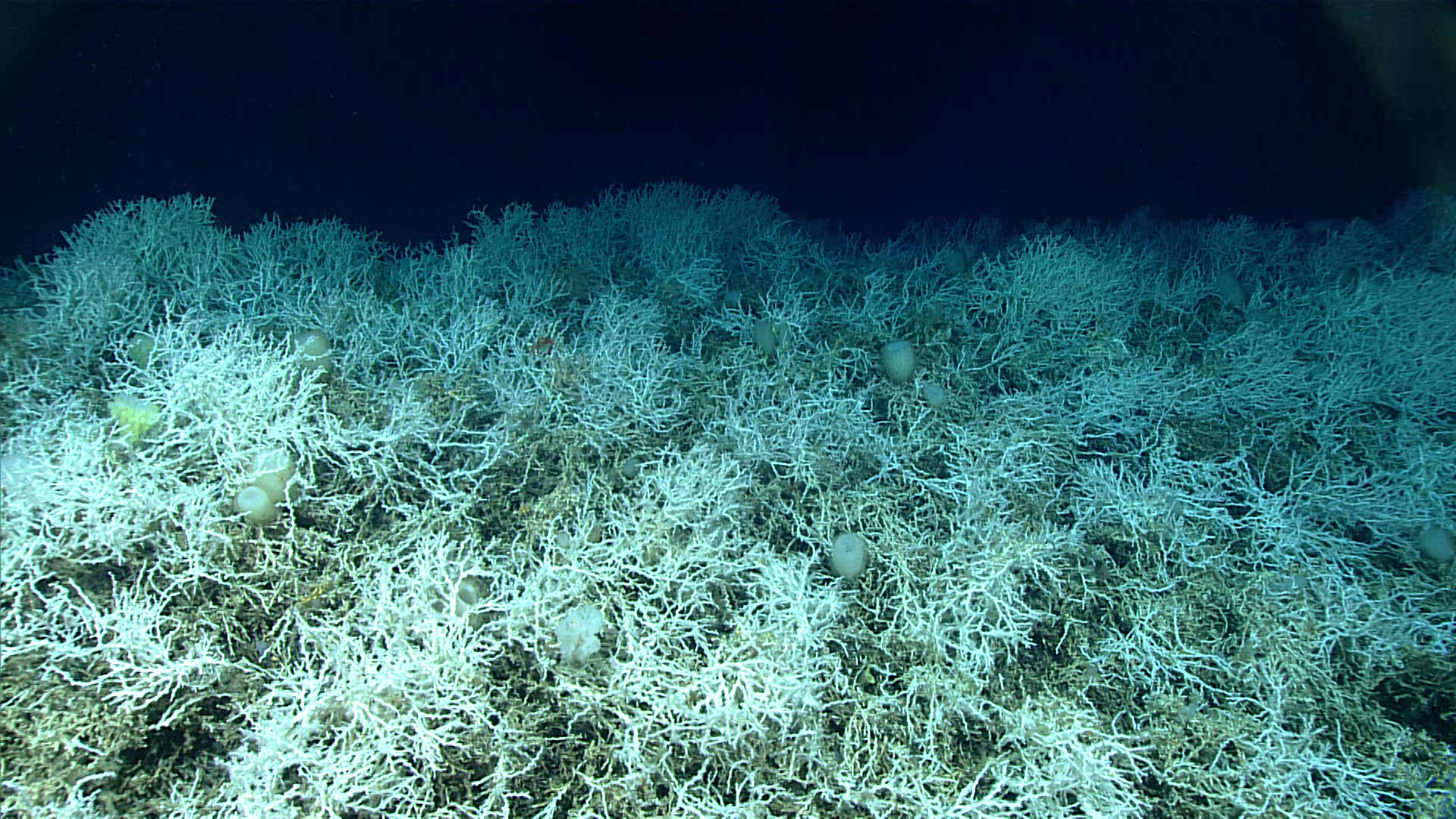 The world’s largest cold water coral reef lies beside the first experimental deep-sea mining test site
