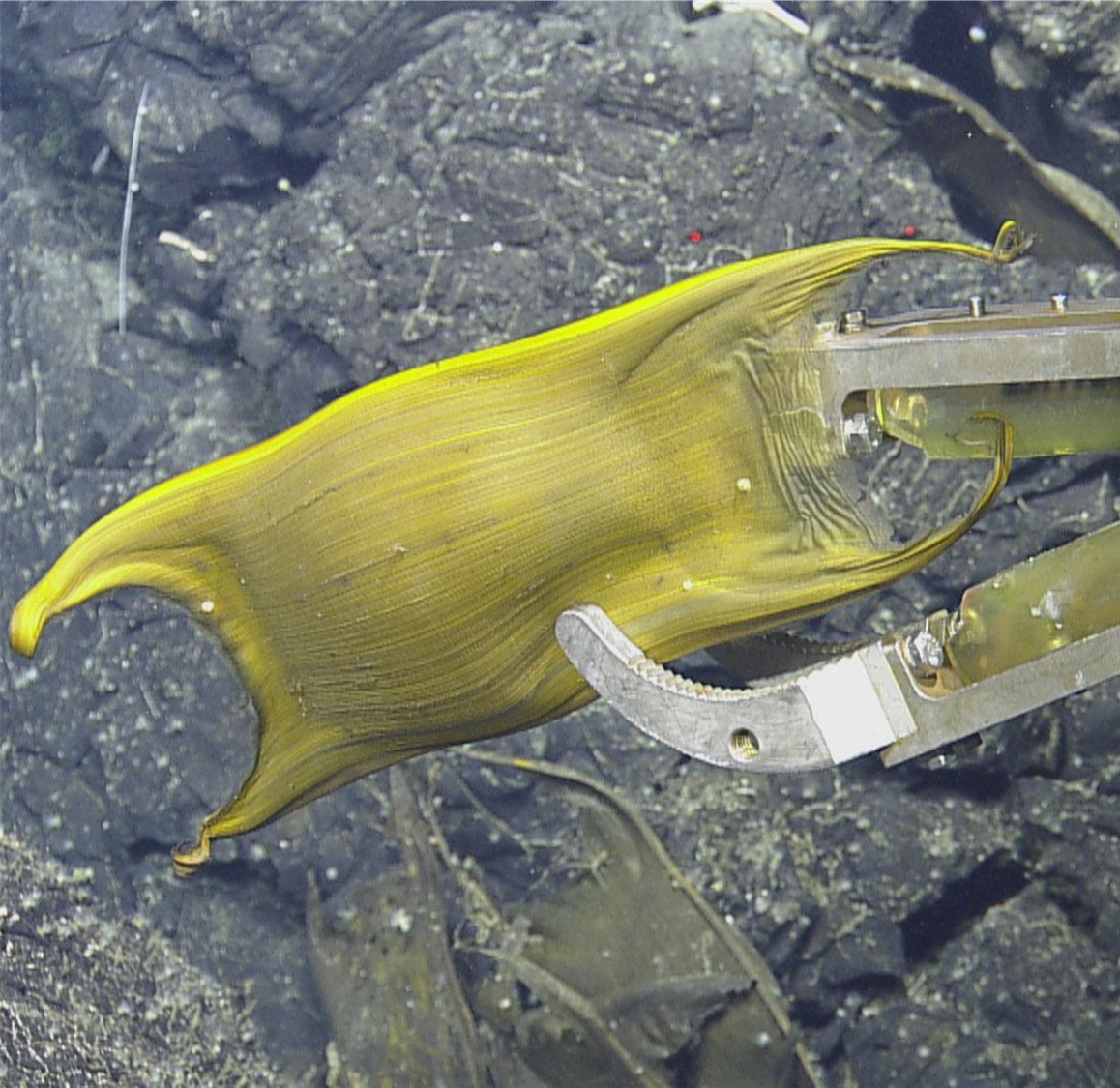 What we know we don't know: impacts of deep-sea mining on whales, dolphins, sharks, turtles, and other migratory species.