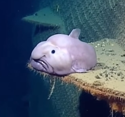 That's not a blobfish: Deep Sea Social Media is Flooded by AI Slop