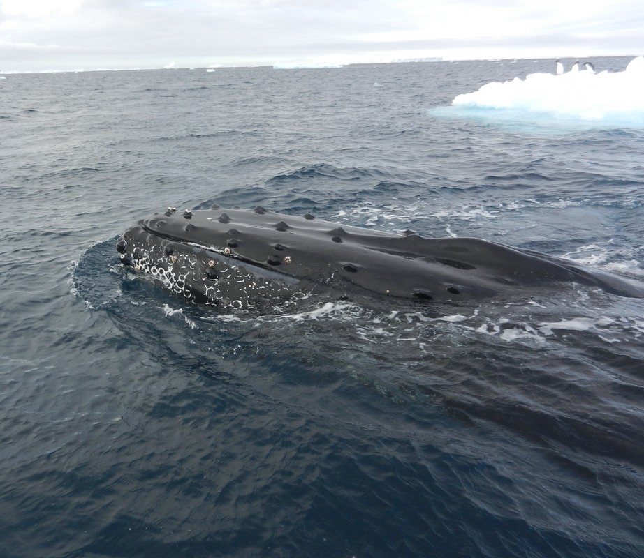 humpback whale in Antarctica