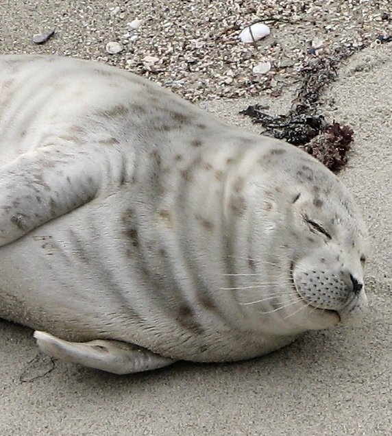 Save the seals.  Congress is trying to shoot its way to salmon recovery
