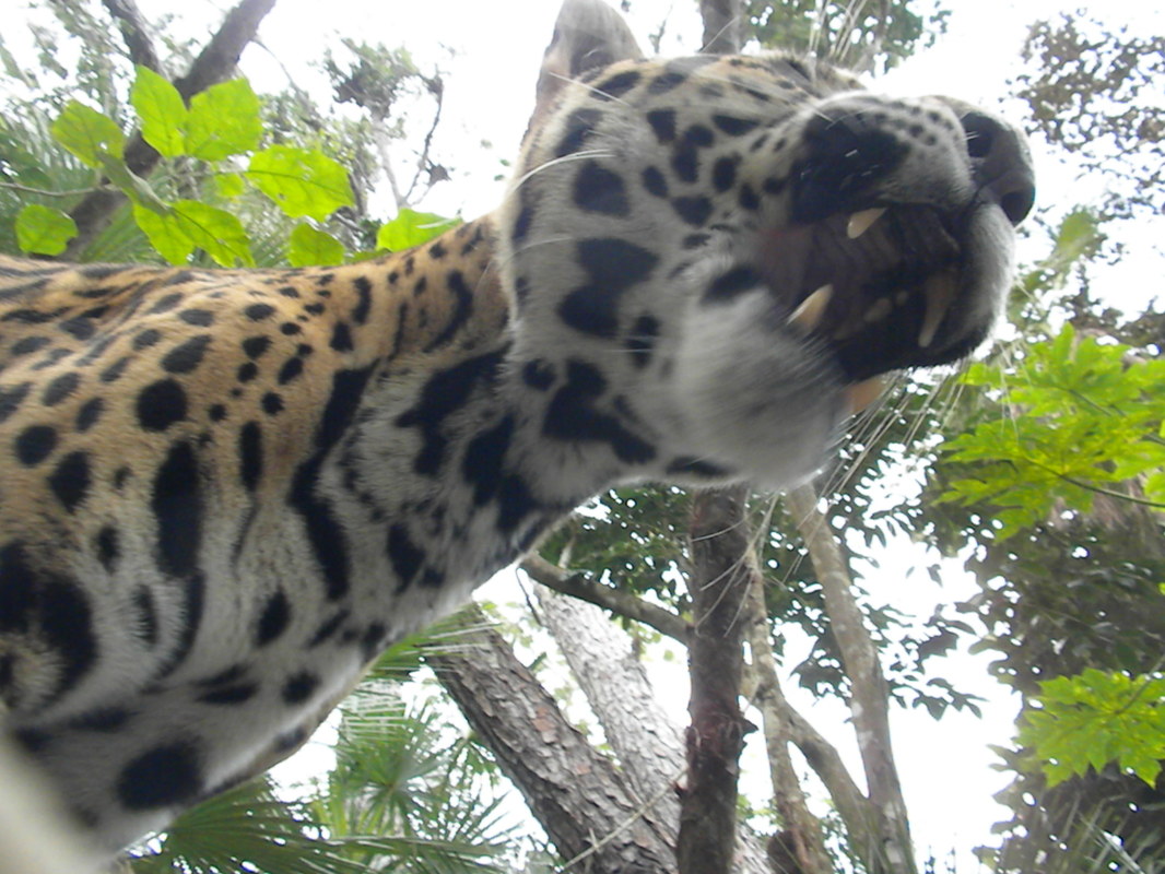 Jaguar