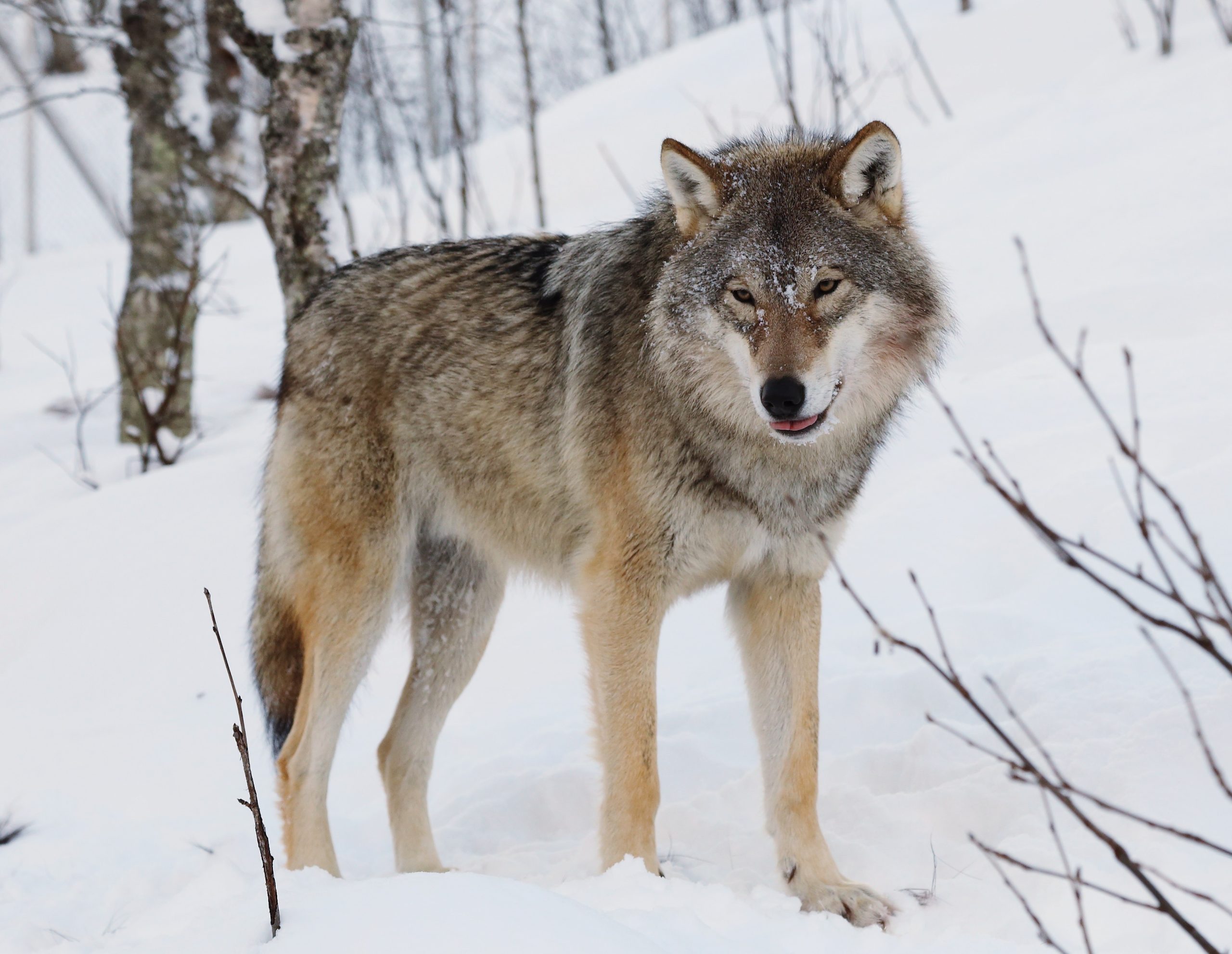 Why the new Trump order to shoot wolves is both illegal and a dreadful precedent for endangered species