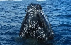 The Trump Administration’s latest attack on endangered species